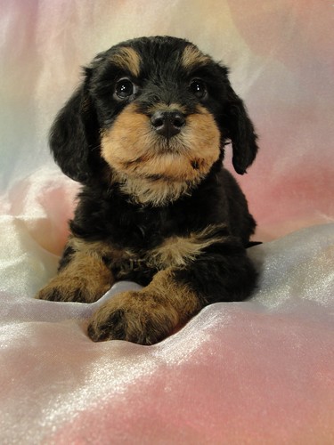 Male Cavachon puppy for sale #11 Born September 15, 2011